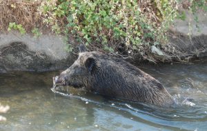 Sulama kanalına düşen domuz kurtarıldı